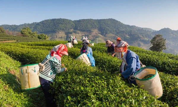 tea-plantation-600x360